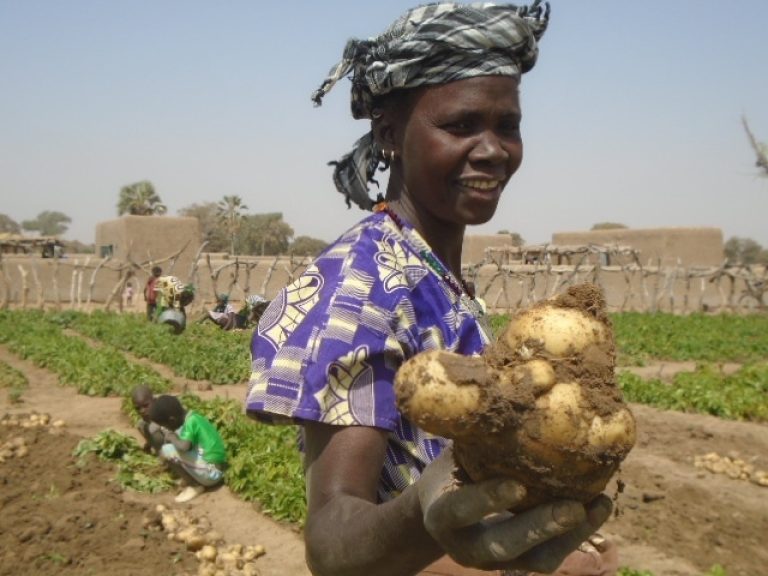 Eine Kartoffelbauerin zeigt stolz die größte Knolle ihrer Ernte