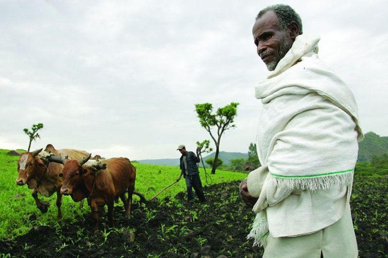 800px ILRI Stevie Mann Ploughing with cattle in southwestern Ethiopia