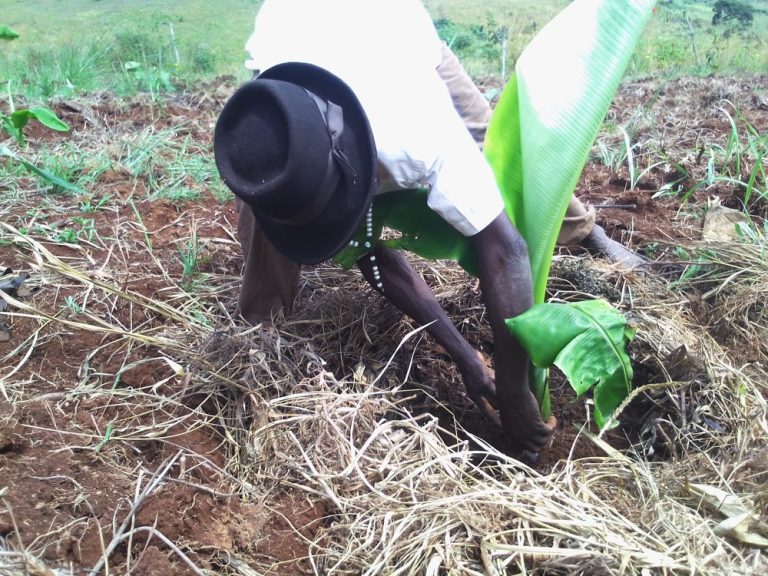 Banana planting pic 2